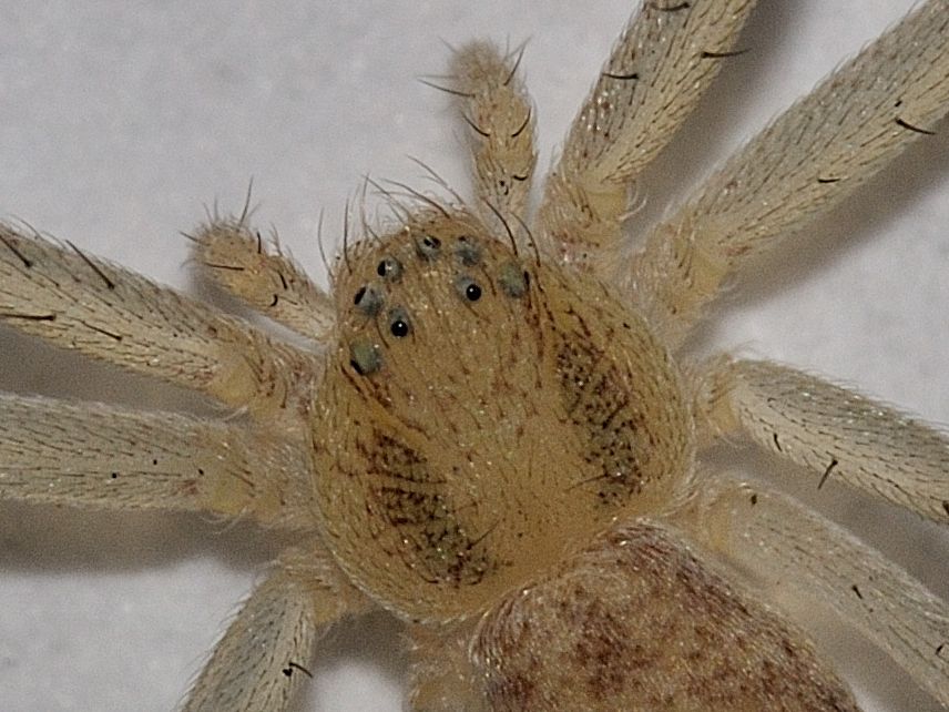 Philodromus sp.